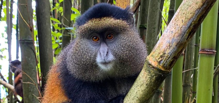 Monkey GG2